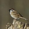 phsparrow