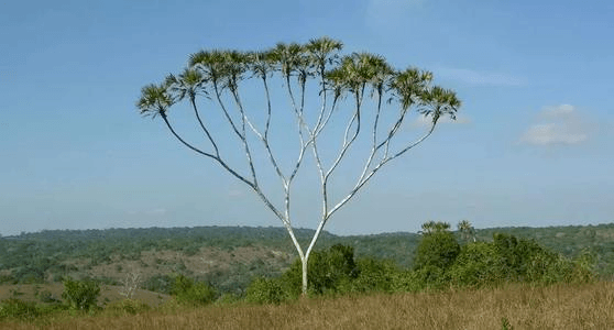 二叉树基本概念及其重要特性
